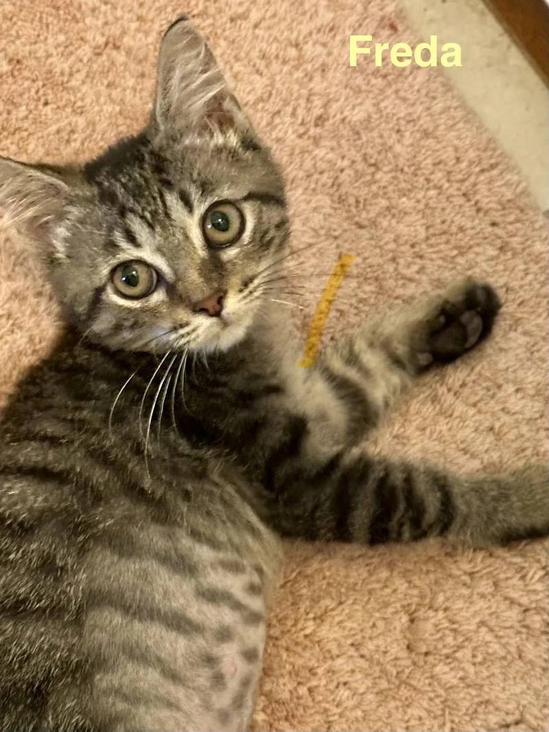 A baby medium-sized female Domestic Short Hair cat named Freda for adoption in Wesley Chapel, FL