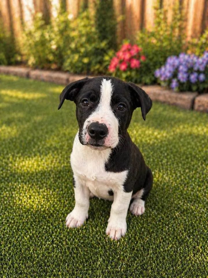 A baby medium-sized male Pit Bull Terrier dog named Harvey for adoption in Phoenix, AZ