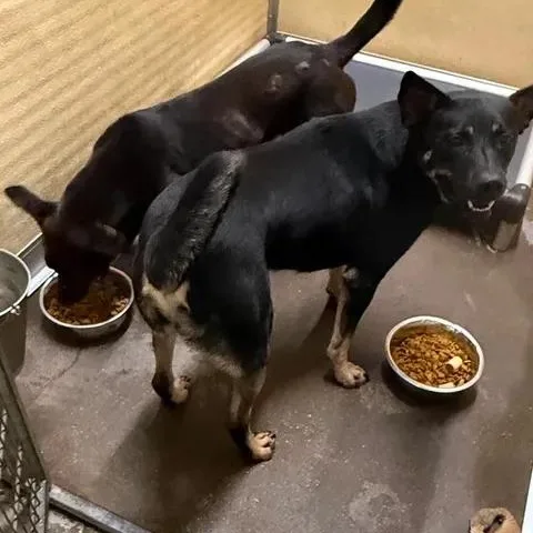 A young medium-sized male Black Australian Kelpie dog named Quincey & Ebony for adoption in Wantagh, NY