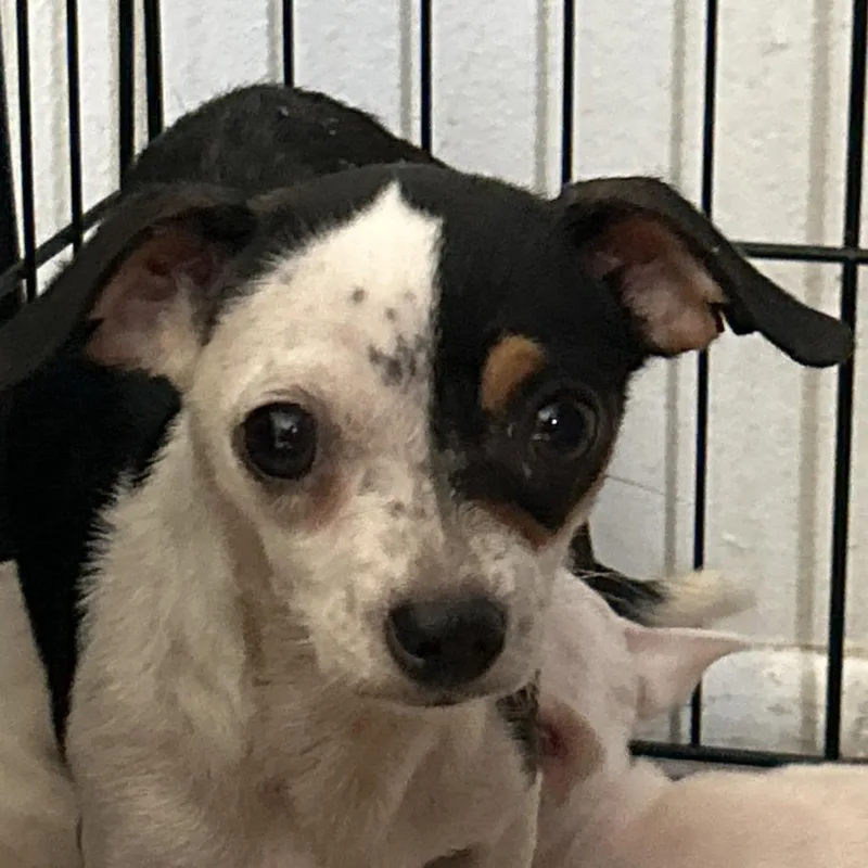 A young small-sized female White / Cream Mixed Breed dog named Patricia for adoption in Leander, TX