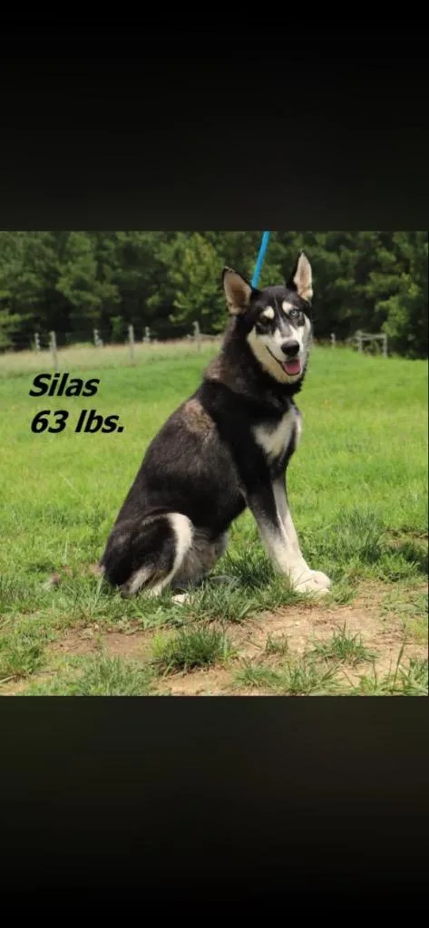 Silas thumbnail 2