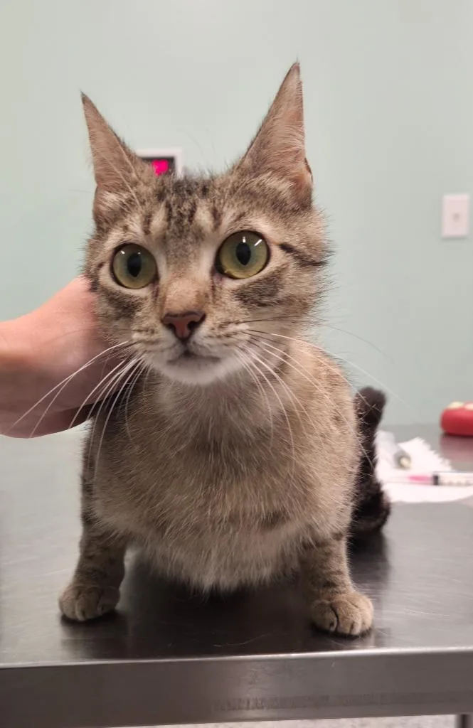A young medium-sized female Domestic Short Hair cat named Betty for adoption in Athens, TN