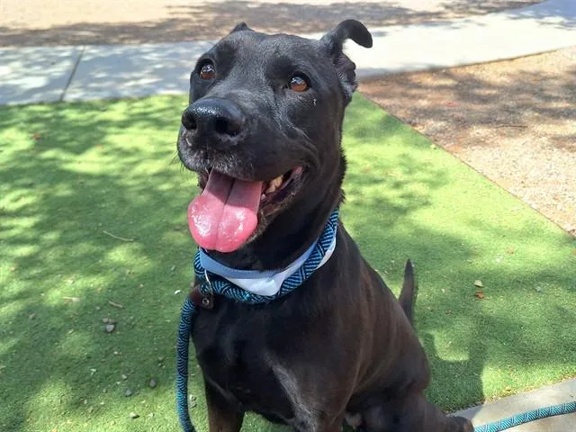 An adult large-sized female Labrador Retriever dog named Nola for adoption in Phoenix, AZ