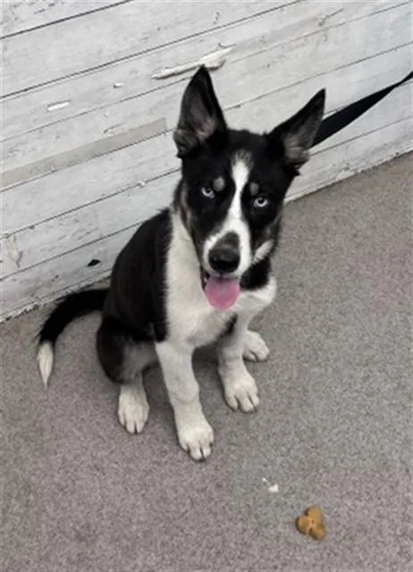 A baby small-sized female Siberian Husky dog named Addie for adoption in San Bernardino, CA
