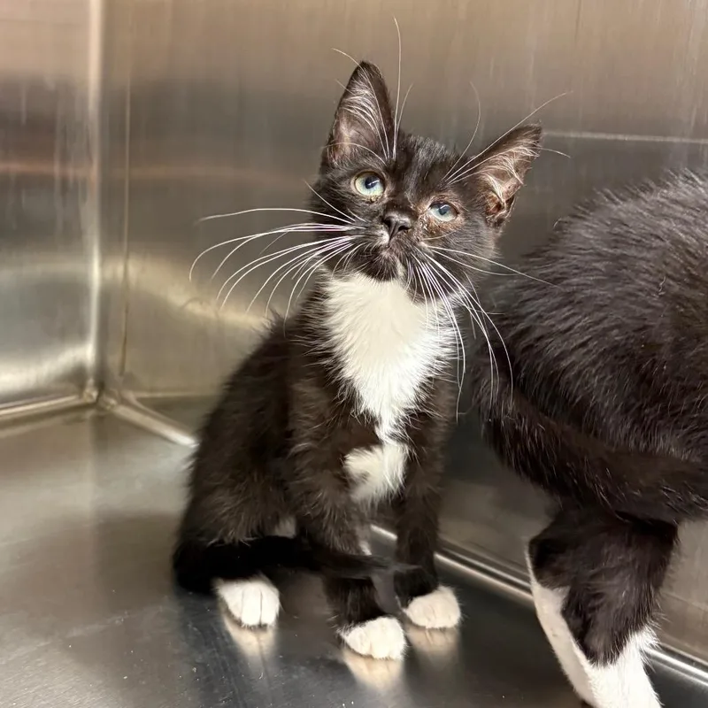 A baby small-sized female Black Domestic Short Hair cat named Pico for adoption in Morganton, NC