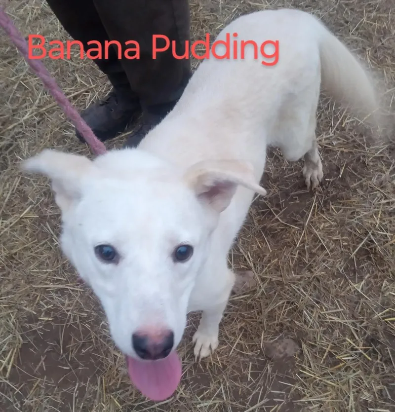 Banana Pudding thumbnail 3