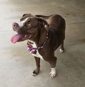 An adult large-sized female Pit Bull Terrier dog named Willow for adoption in Bucyrus, OH