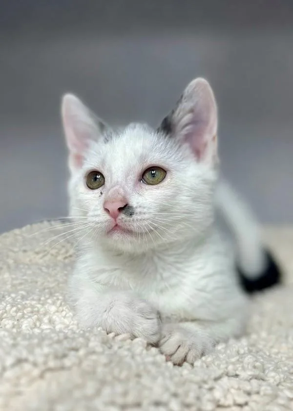 A baby small-sized female Domestic Short Hair cat named Zoe Saldana for adoption in Skillman, NJ