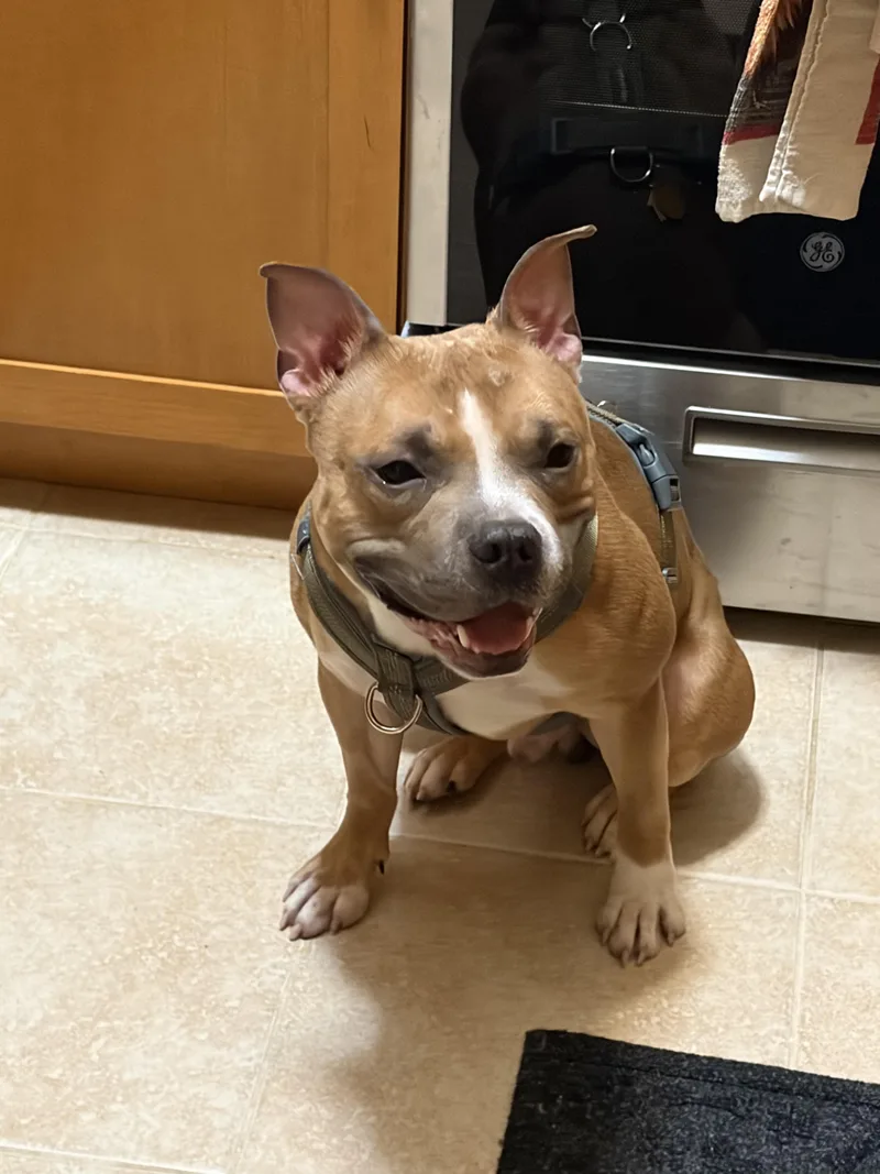 An adult medium-sized male Mixed Breed dog named Bruce for adoption in Vassalboro, ME