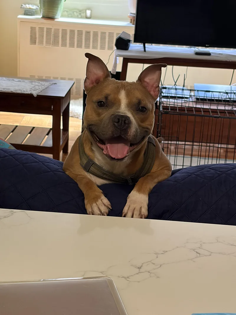 Bruce thumbnail 3