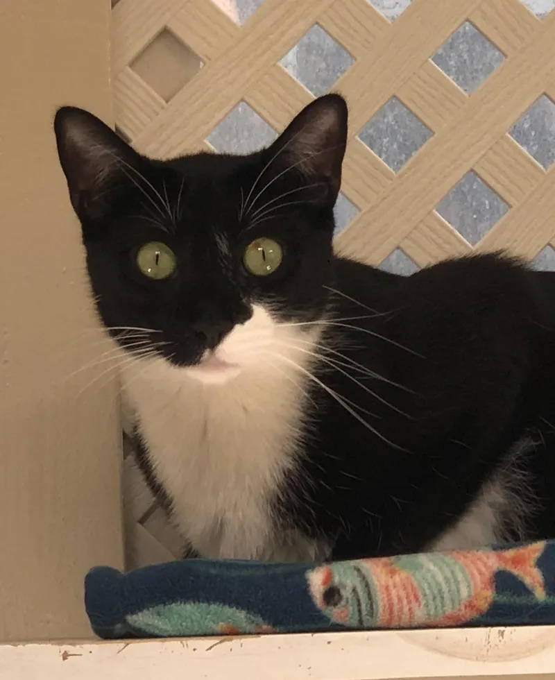 A young small-sized male Black & White / Tuxedo Tuxedo cat named Loki for adoption in Lompoc, CA