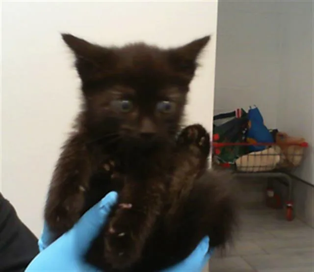 A baby small-sized female Domestic Short Hair cat named Lucy for adoption in Charlotte, NC