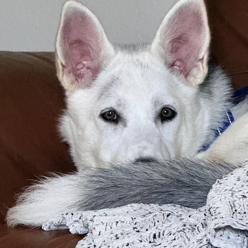 A baby large-sized female Gray / Blue / Silver Husky dog named Kiki for adoption in Pflugerville, TX