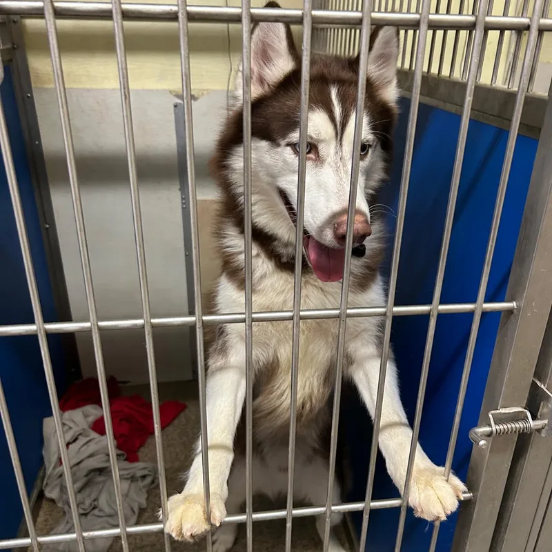 An adult medium-sized male Brown / Chocolate Husky dog named Shadow for adoption in Warren, NJ