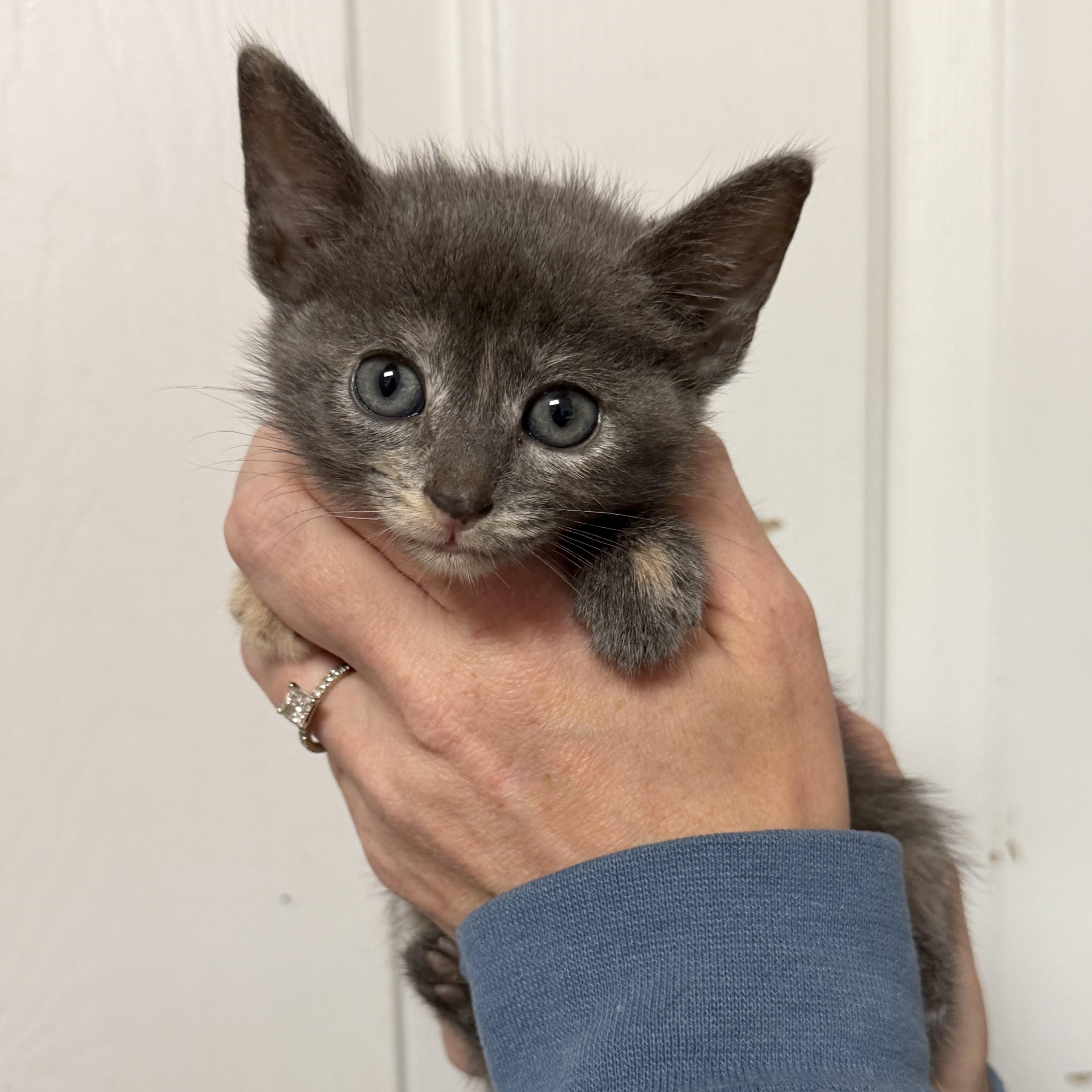 A baby medium-sized female Dilute Calico cat named Honey Bunches Of Oats for adoption in Columbia, SC