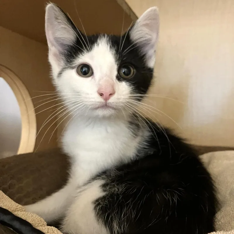 A baby small-sized male Black Domestic Short Hair cat named Jeans for adoption in Washington Township, OH