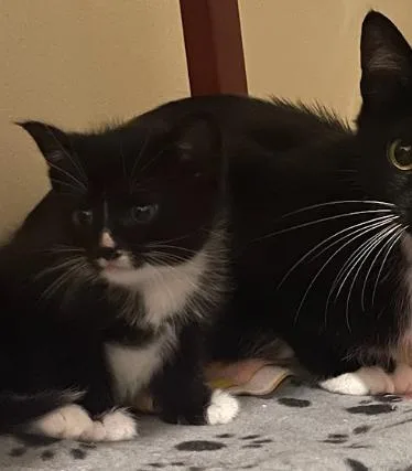 A baby medium-sized male Black & White / Tuxedo Tuxedo cat named Jet for adoption in Indianapolis, IN