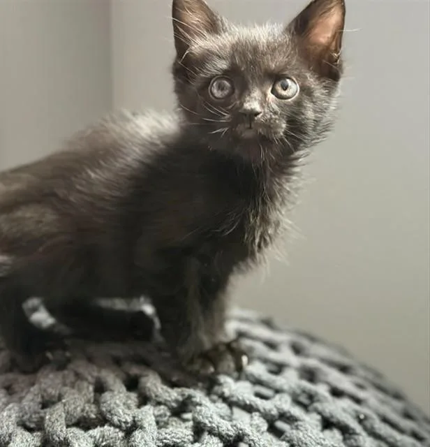 Berlioz