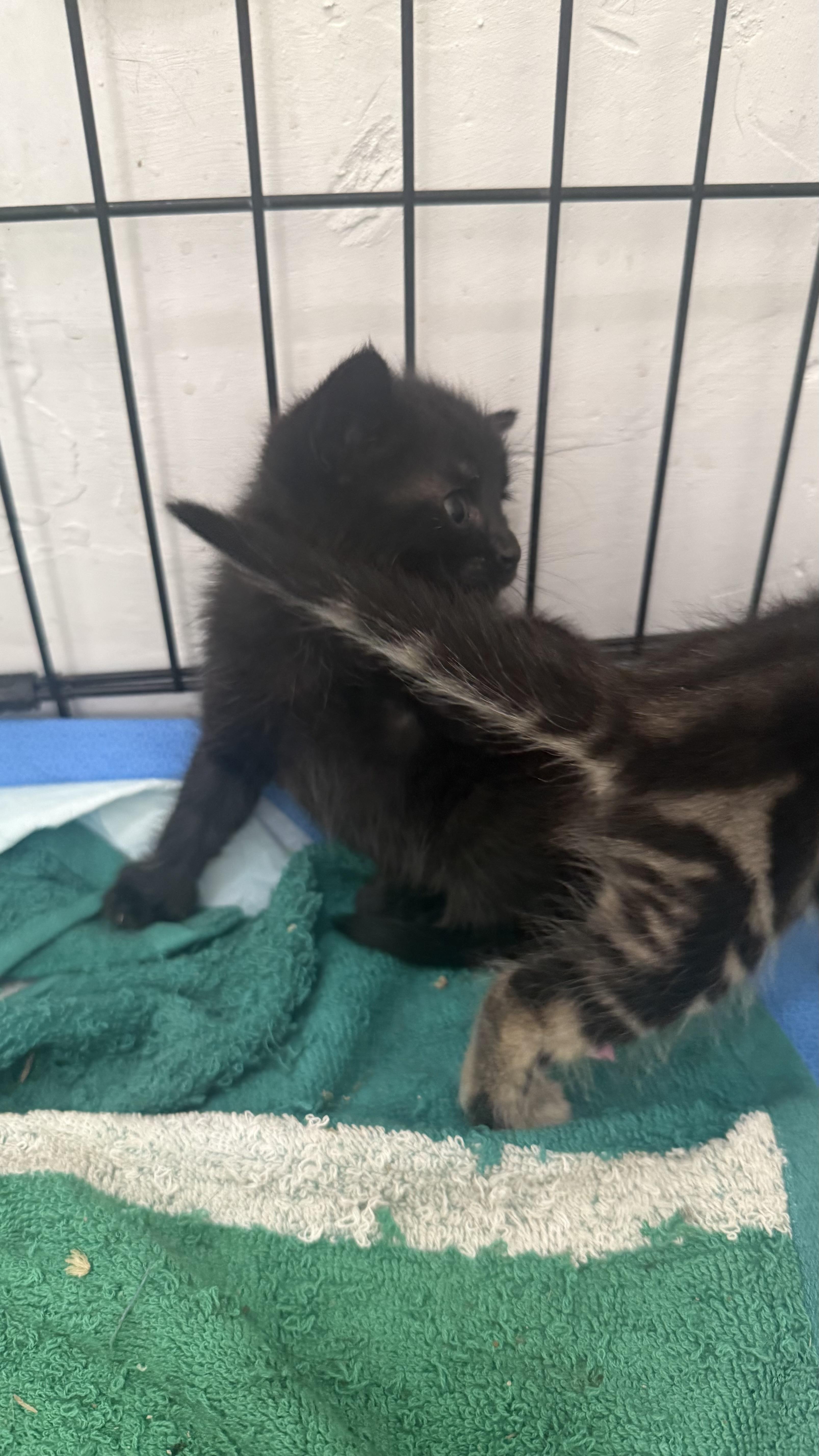 A baby small-sized female Black Domestic Short Hair cat named Opal for adoption in Sherman Oaks, CA