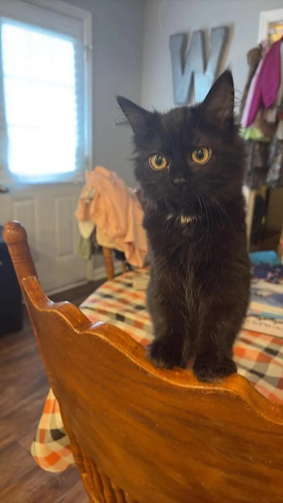 A baby small-sized female Domestic Medium Hair cat named Melia for adoption in Pulaski, TN