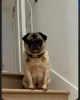 A senior small-sized female Yellow / Tan / Blond / Fawn Pug dog named Mary Pugpins for adoption in Seattle, WA