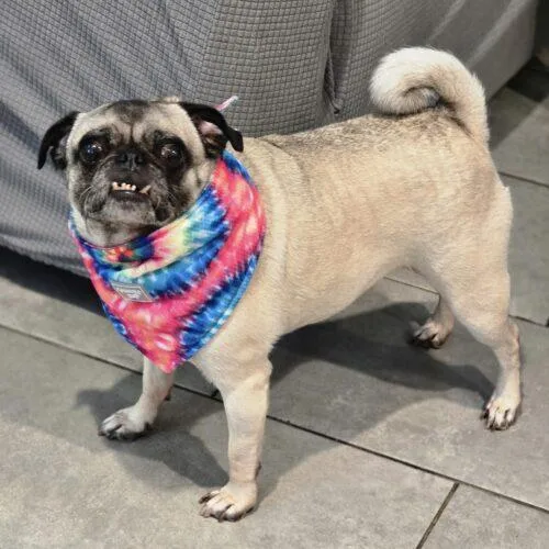 Mary Pugpins thumbnail 2