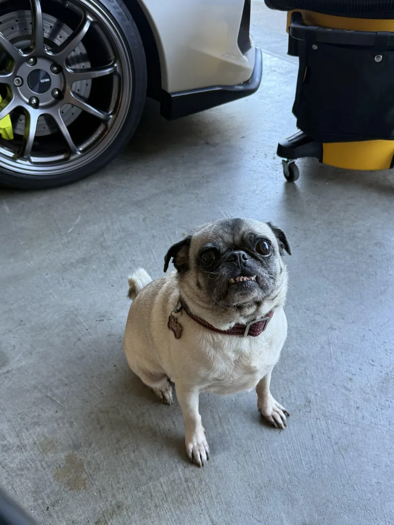 Mary Pugpins thumbnail 3