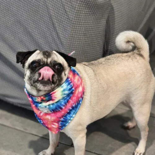 Mary Pugpins thumbnail 4