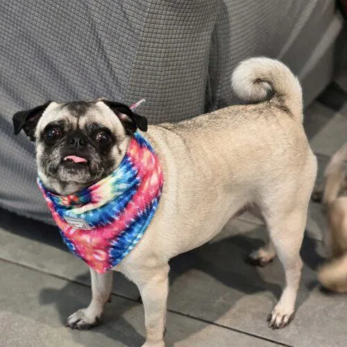 Mary Pugpins thumbnail 5