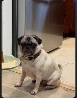 Mary Pugpins thumbnail 6