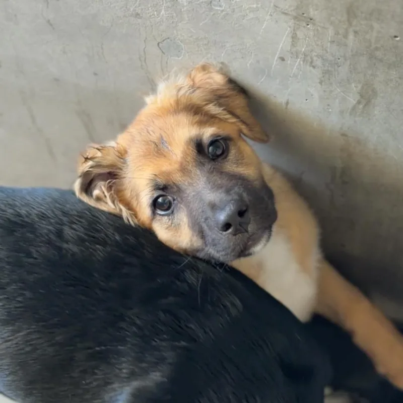 Piper A thumbnail 2