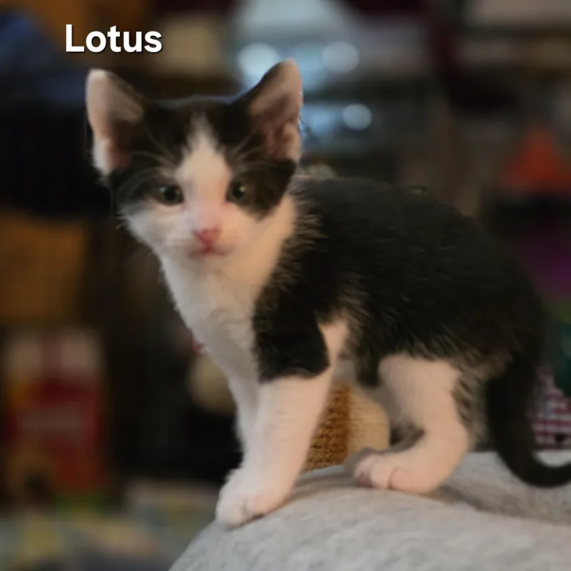 A baby medium-sized male Black & White / Tuxedo Tuxedo cat named Lotus for adoption in Woodbridge, VA
