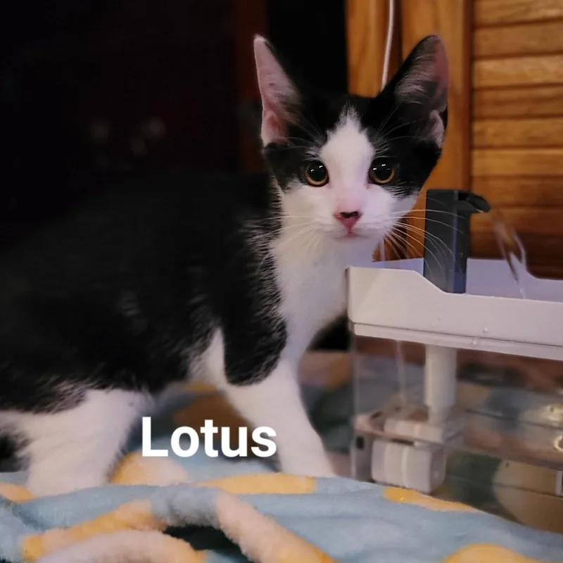 Lotus thumbnail 2