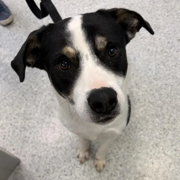 An adult large-sized male Terrier dog named Byron for adoption in Des Moines, IA