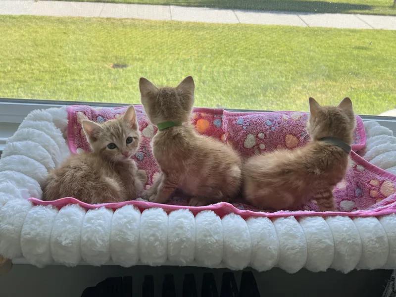 A baby medium-sized female Tabby (Orange / Red) Domestic Short Hair cat named Fairy for adoption in Fruit Heights, UT