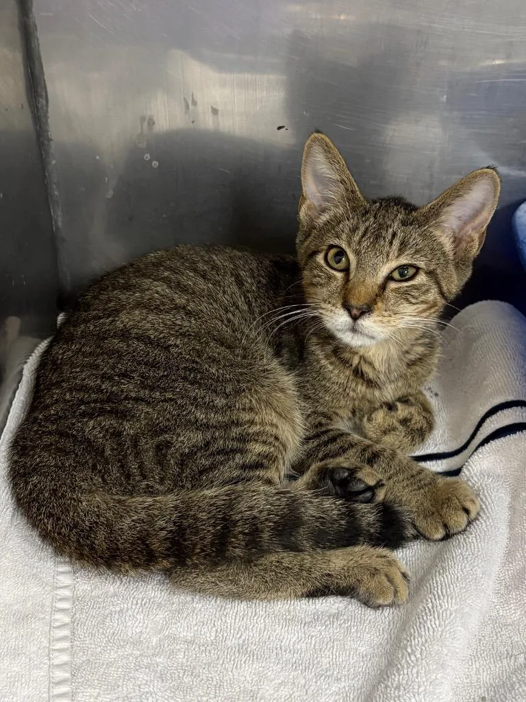 A baby small-sized male Domestic Short Hair cat named Starfruit for adoption in Little Rock, AR