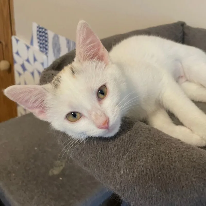 A baby small-sized female White Domestic Short Hair cat named Aura for adoption in Goshen, IN