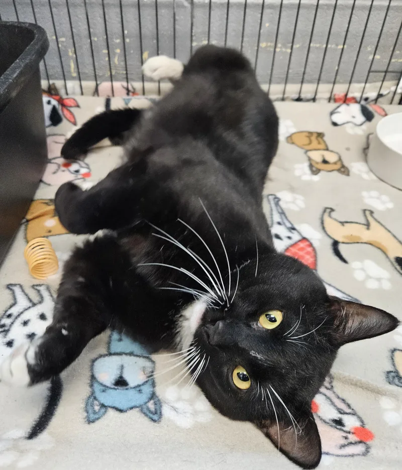 An adult medium-sized male Black Domestic Short Hair cat named Bennie for adoption in Gainesville, TX