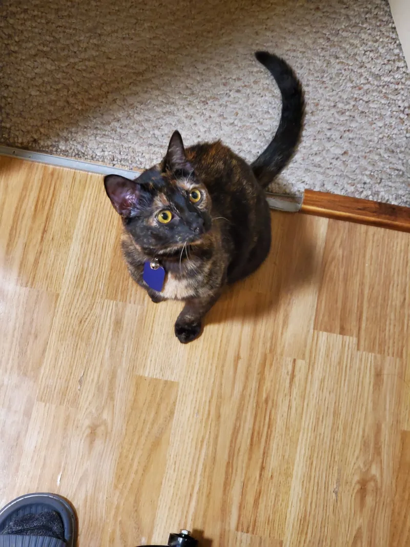 Oreo The Tortie!! thumbnail 2