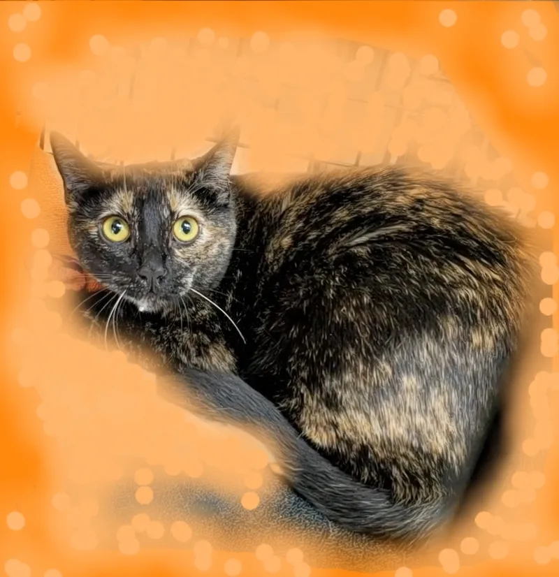 Oreo The Tortie!! thumbnail 3