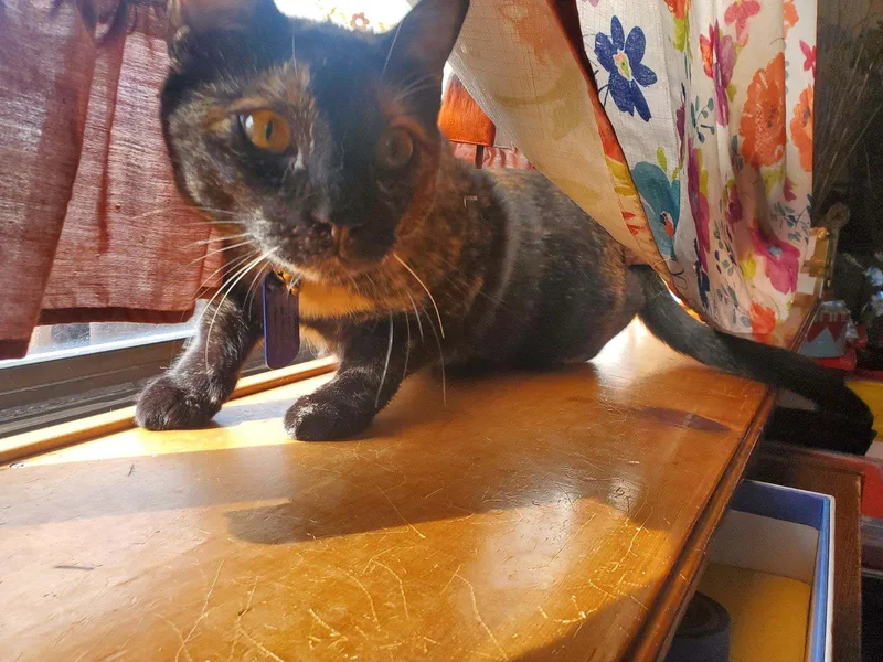 Oreo The Tortie!! thumbnail 4