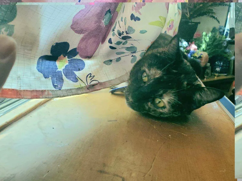 Oreo The Tortie!! thumbnail 5