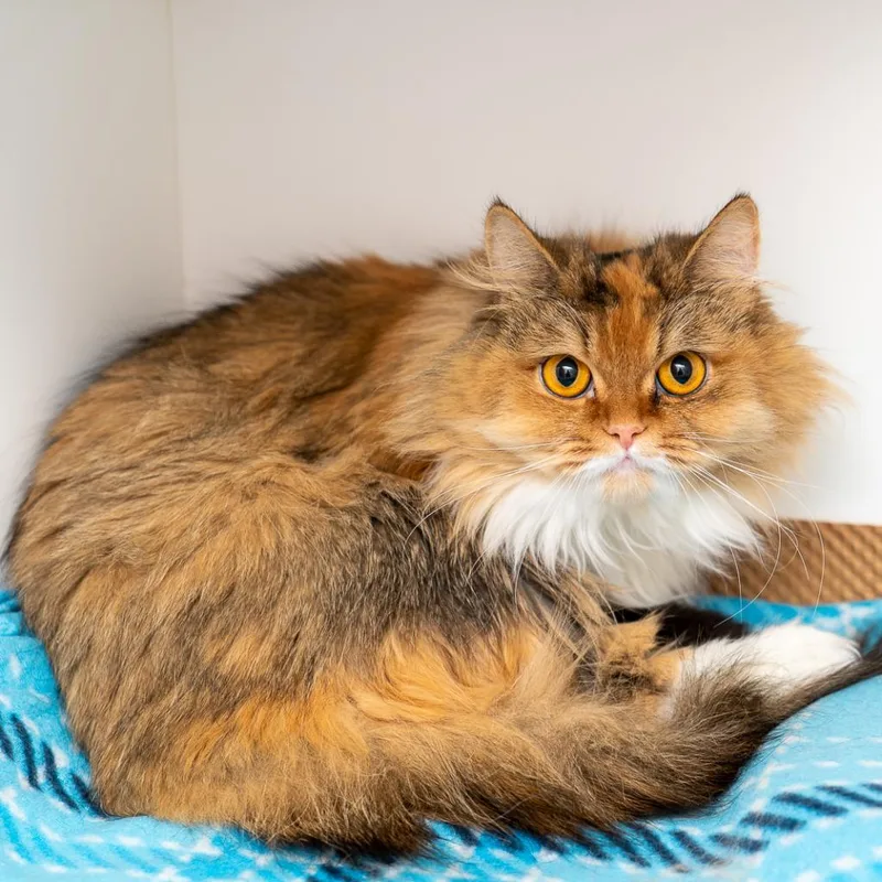 An adult medium-sized female Calico Domestic Long Hair cat named Mia for adoption in New York, NY