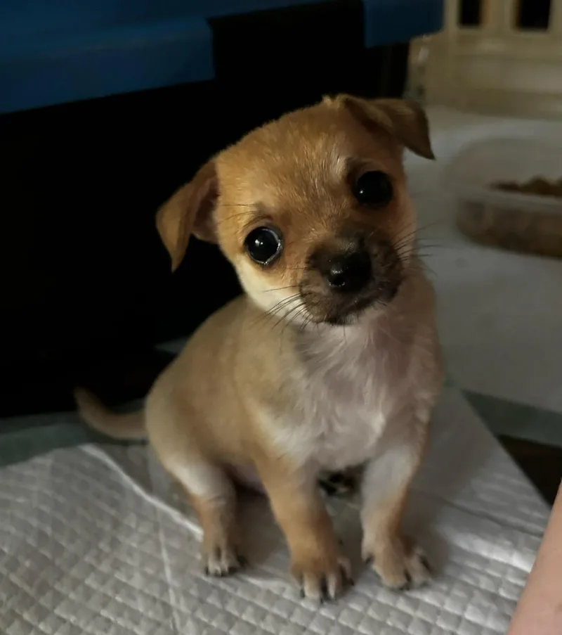 A baby small-sized male Chihuahua dog named Boba for adoption in Saint Augustine, FL