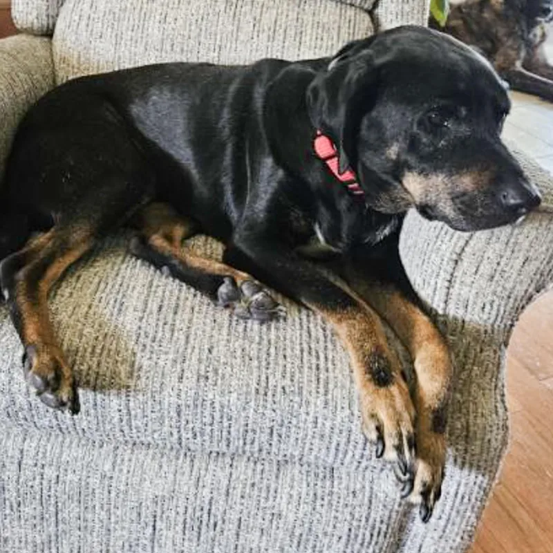 An adult large-sized male Black Rottweiler dog named Bear for adoption in Albany, NY