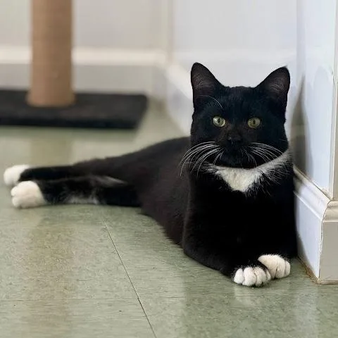 A baby medium-sized male American Shorthair cat named Elmer for adoption in Danbury, CT