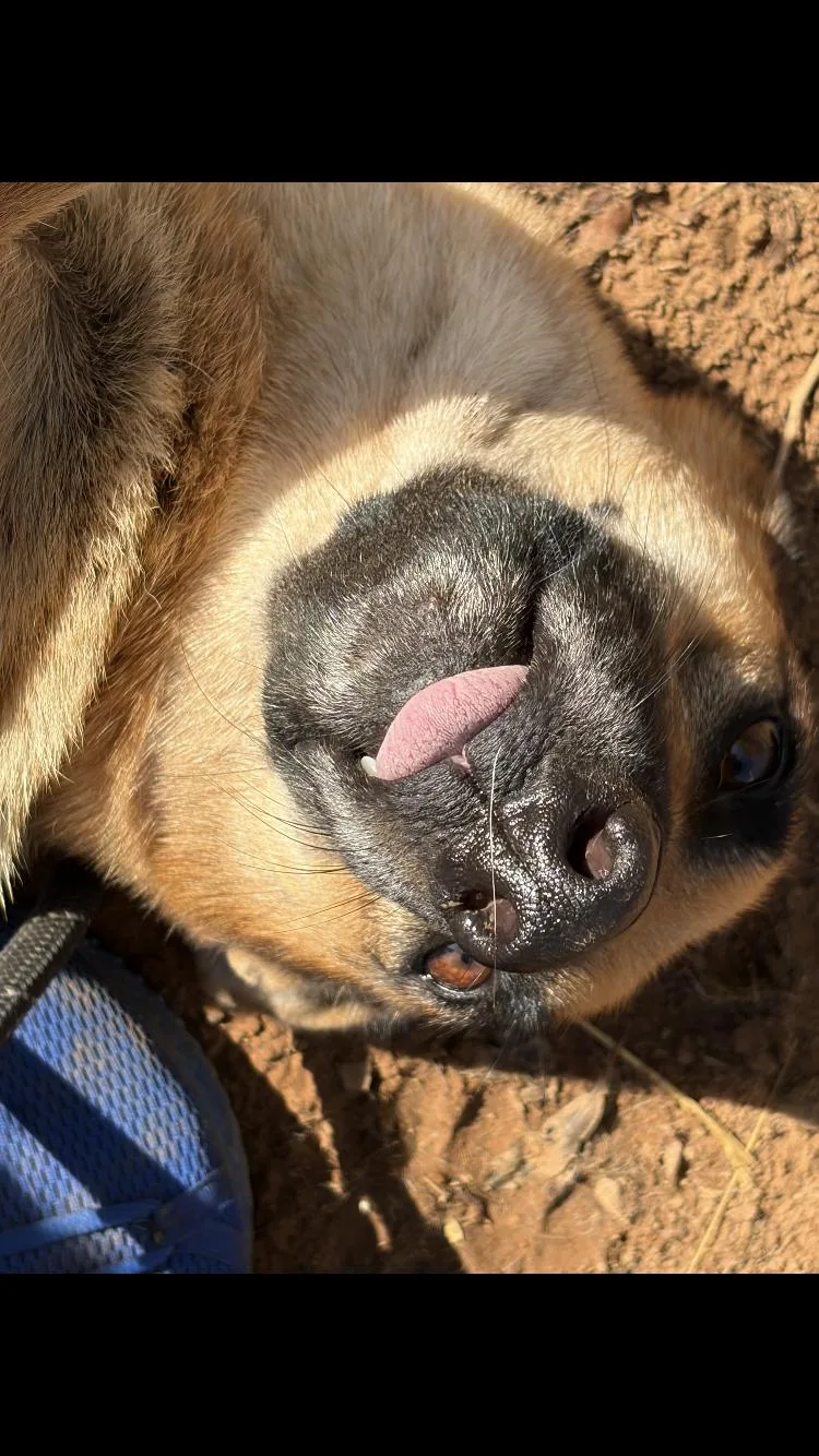An adult large-sized female German Shepherd Dog dog named Sierra for adoption in Paradise, TX