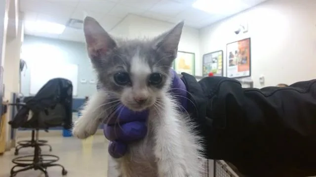 A baby small-sized female Domestic Medium Hair cat named Patricia for adoption in Miami, FL