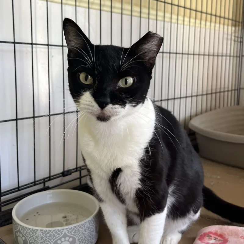 A young medium-sized male Black & White / Tuxedo Tuxedo cat named Ray for adoption in Hammond, LA