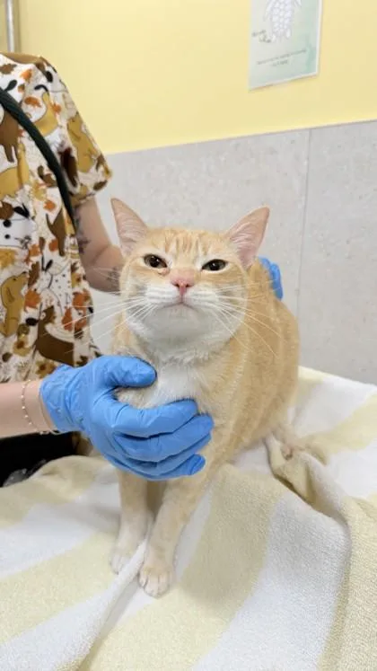 An adult small-sized female Domestic Short Hair cat named Lilah for adoption in Honolulu, HI